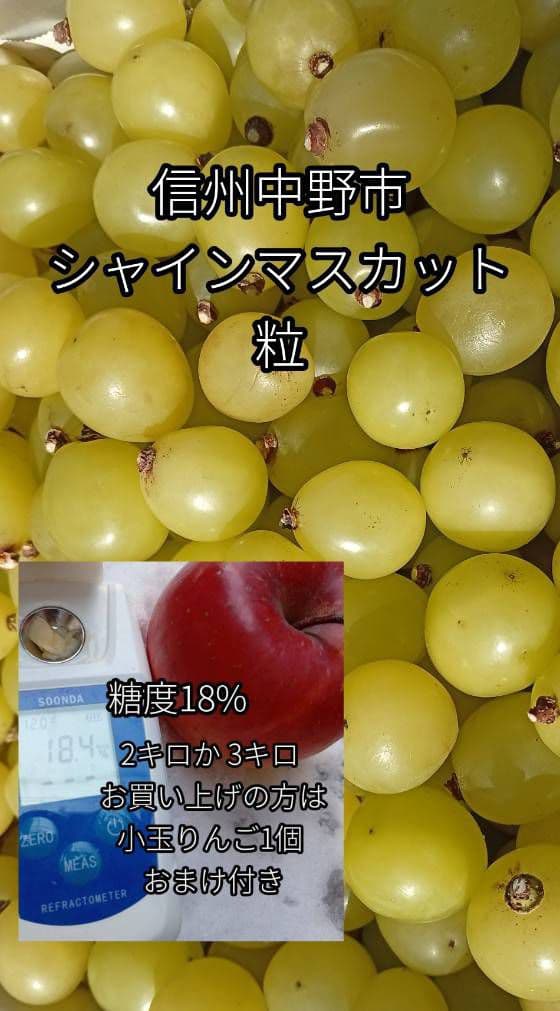 ひなた　シャインマスカット 5kg☆家庭用・粒・訳あり☆食感良い☆北信州