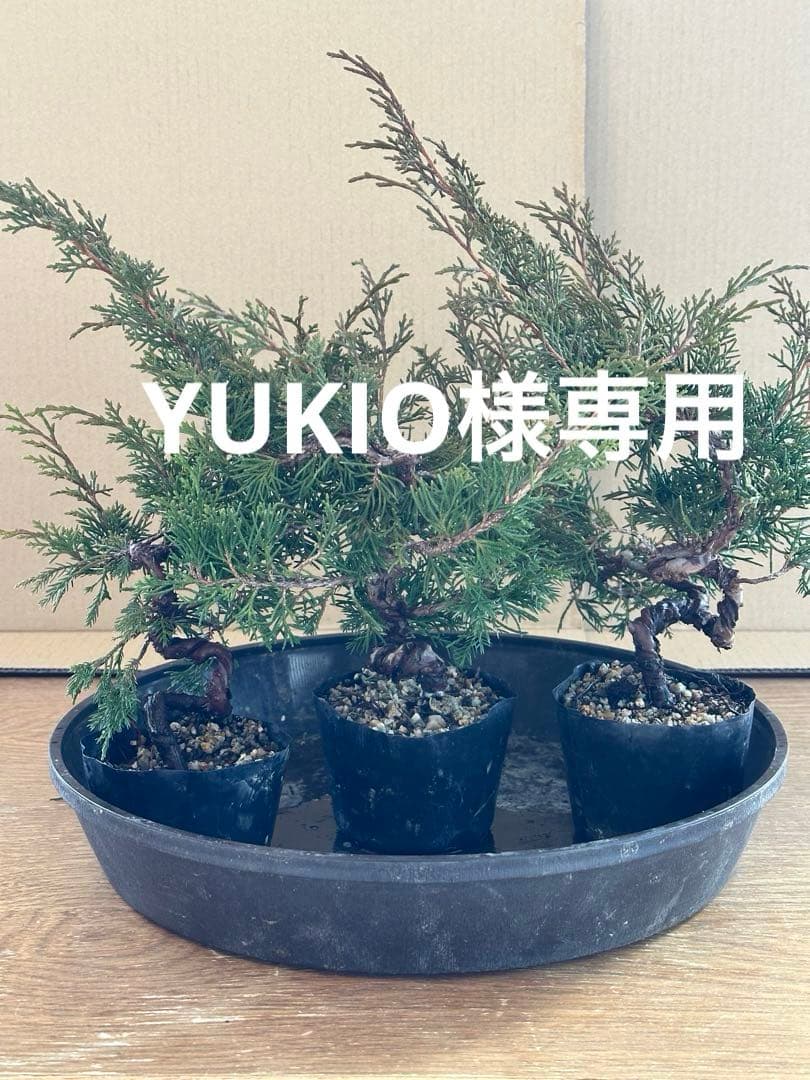 盆栽素材 糸魚川真柏3本+おまけ1本=4本セット