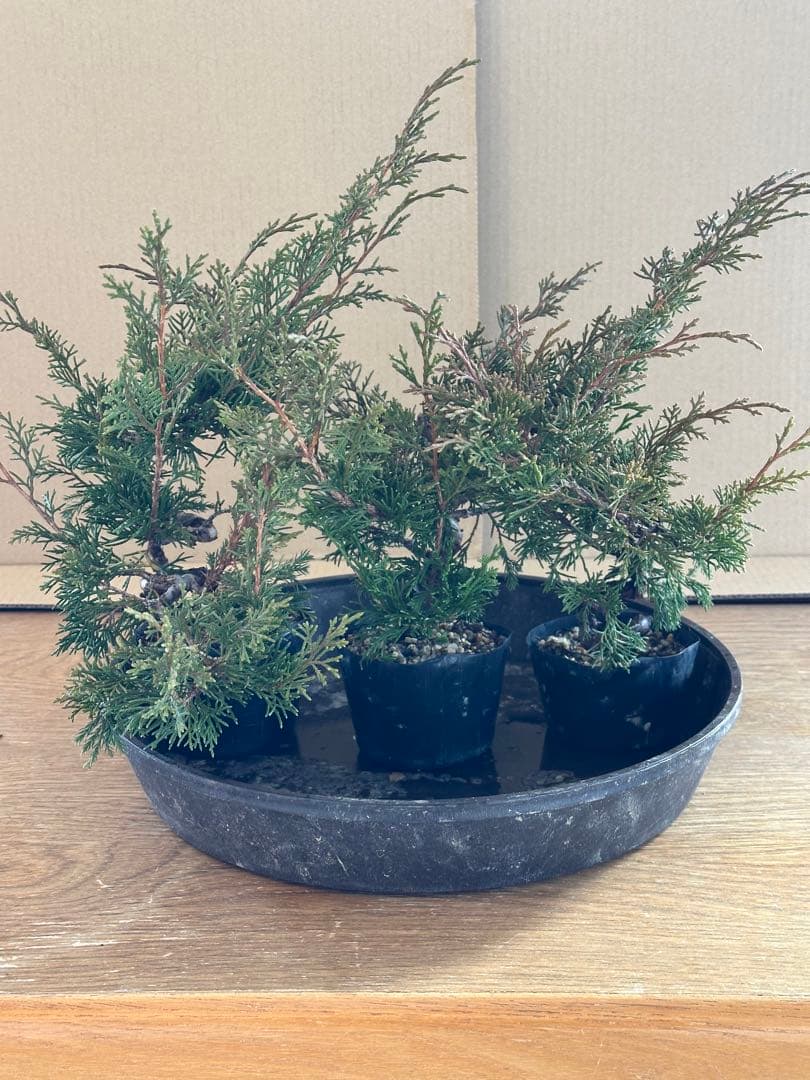 盆栽素材 糸魚川真柏3本+おまけ1本=4本セット