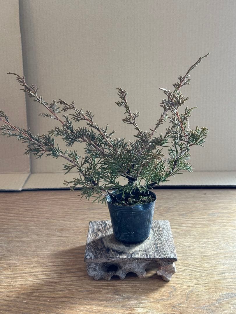 盆栽素材 糸魚川真柏3本+おまけ1本=4本セット