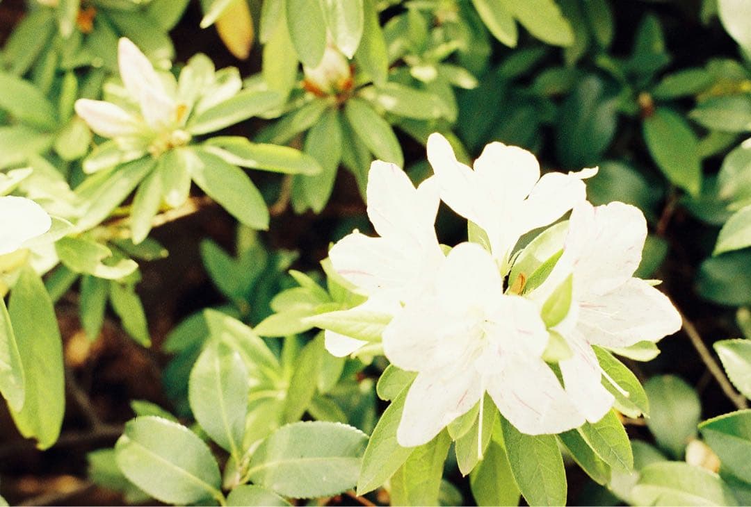 【動作確認】逆輸入ミノルタX-370N 35mm一眼レフタムロン71A望遠レンズ