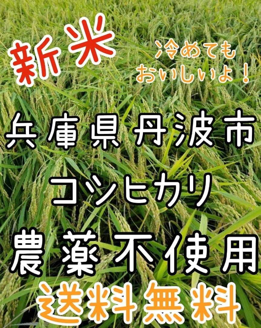 令和7年　兵庫県丹波産 農薬、除草剤不使用　新米コシヒカリ10キロ