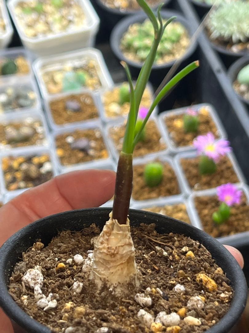 ゲチリス　ナマクエンシス