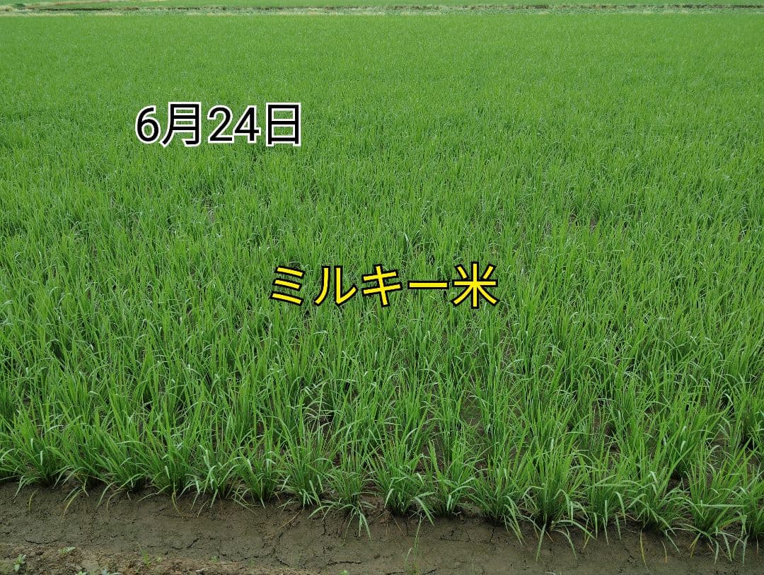 特別栽培米新潟県産ミルキークイーン10k