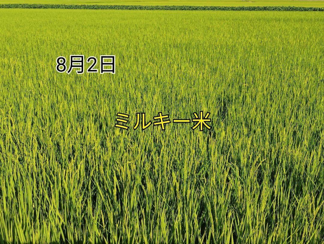特別栽培米新潟県産ミルキークイーン10k