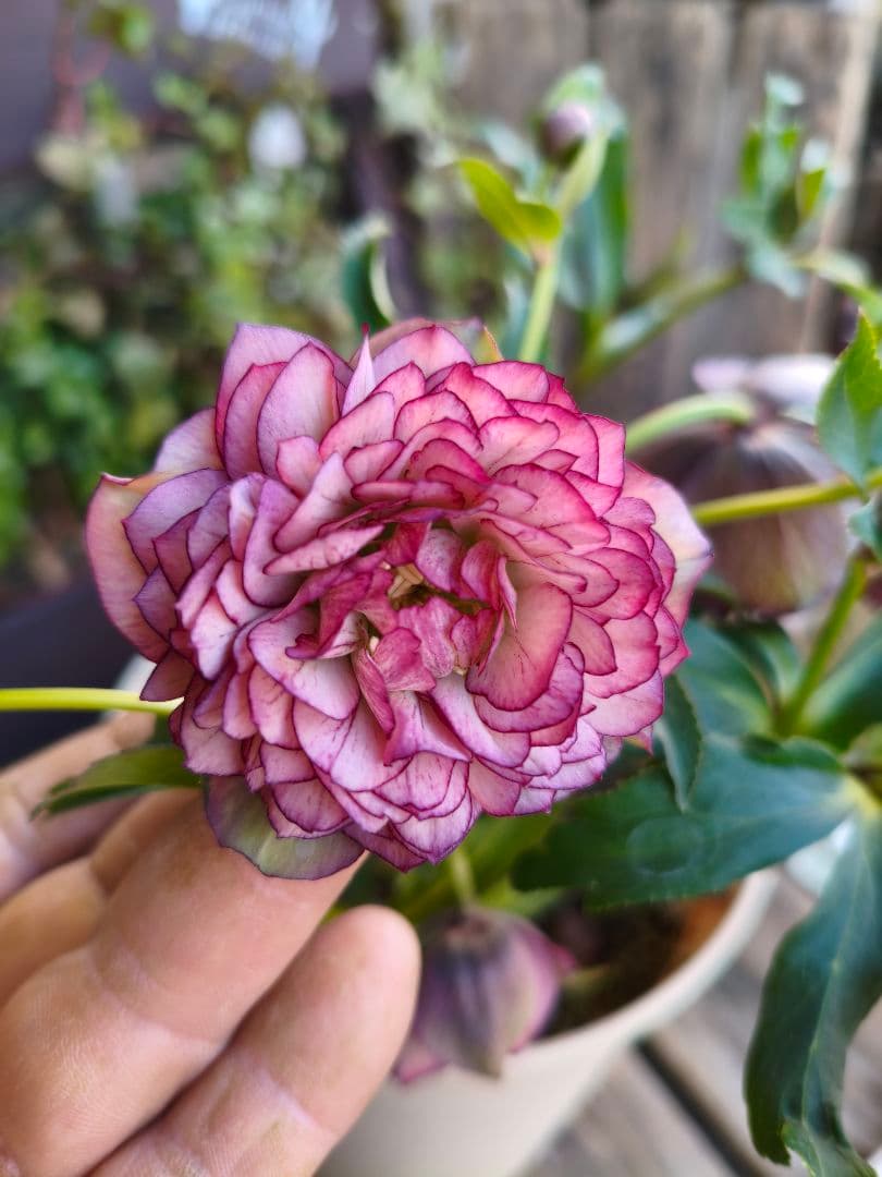 ピ*ピ様 超多弁八重咲きクリスマスローズがお買い得！アプリコット【6号】015