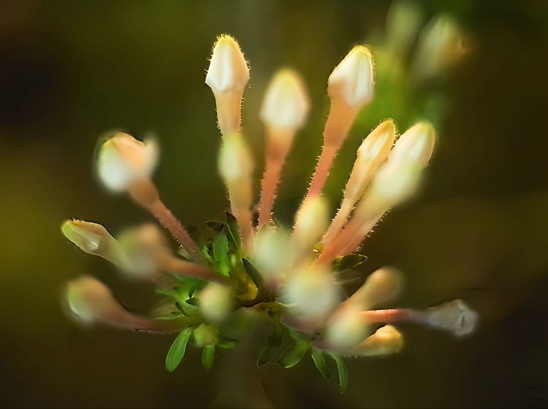 【作例あり】FUJINON 45mm f1.9 改造レンズ ズミクロンに匹敵