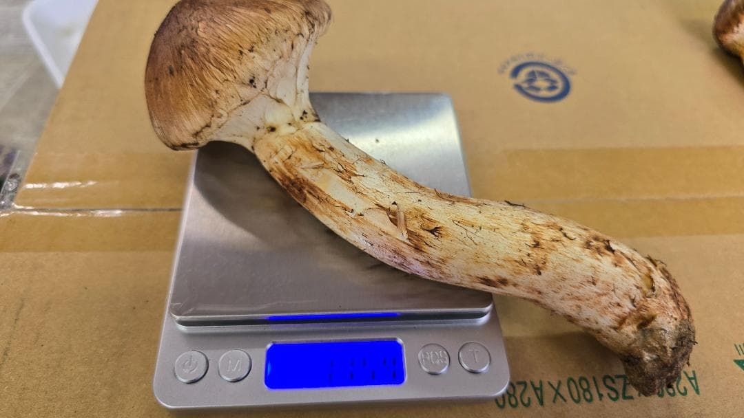 松茸　267g　10月13日獲れ　岩手県産