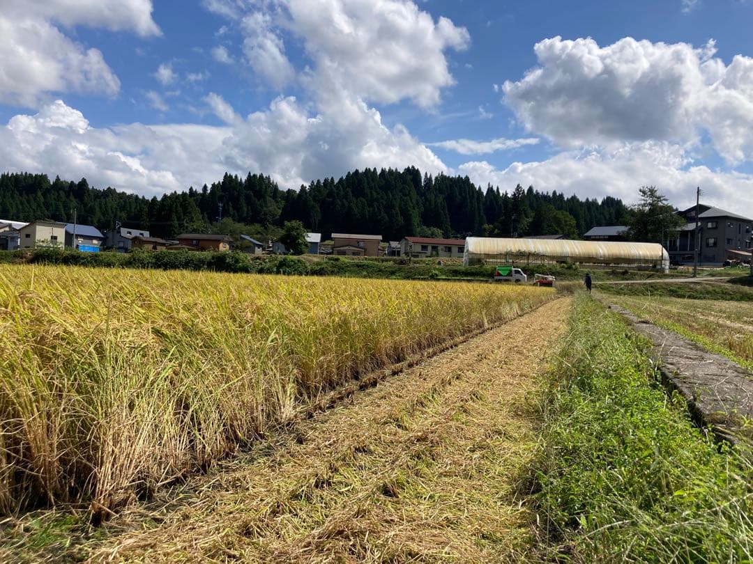 令和7年産魚沼産コシヒカリ　精米10kg