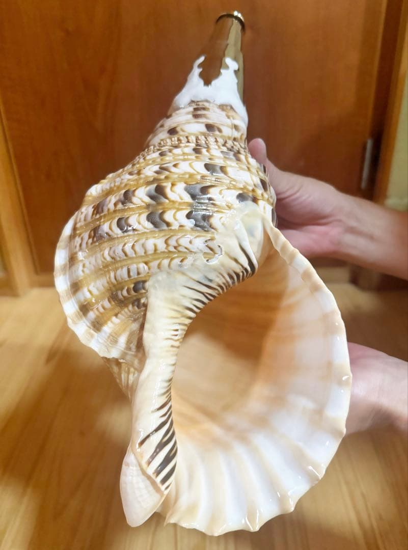 修験道法螺貝　山伏　密教　魔除け　熊よけ❣️ほら貝　ホラガイ