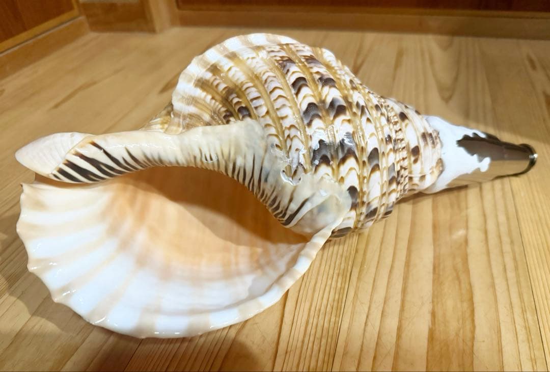 修験道法螺貝　山伏　密教　魔除け　熊よけ❣️ほら貝　ホラガイ