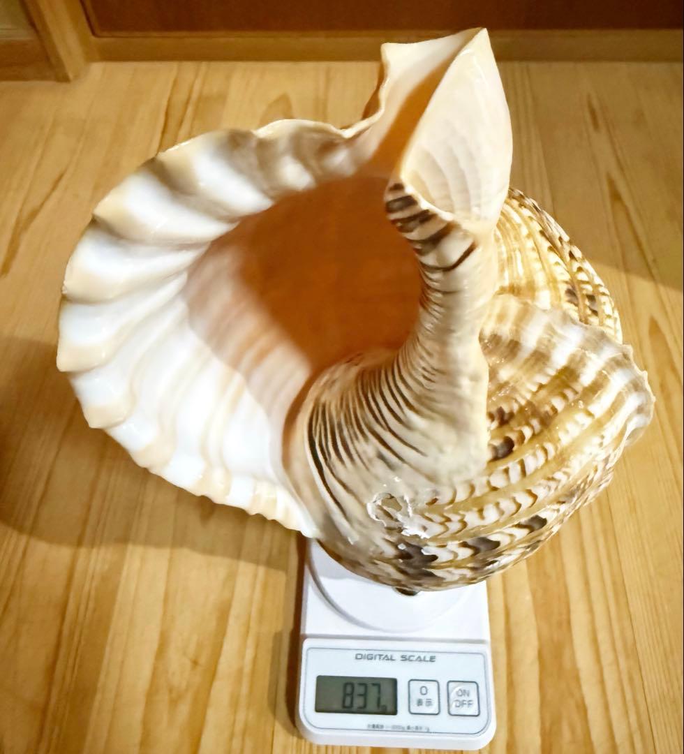 修験道法螺貝　山伏　密教　魔除け　熊よけ❣️ほら貝　ホラガイ