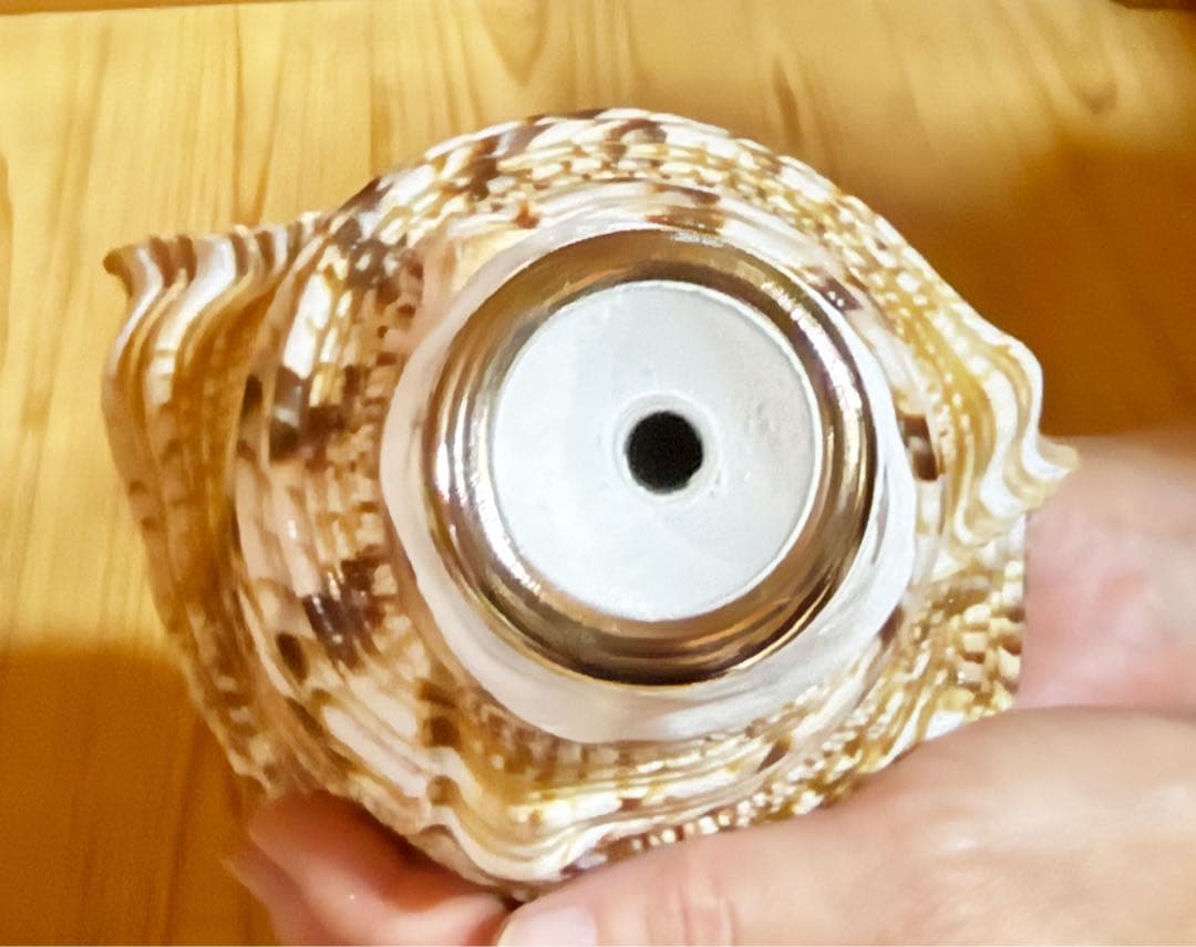 修験道法螺貝　山伏　密教　魔除け　熊よけ❣️ほら貝　ホラガイ