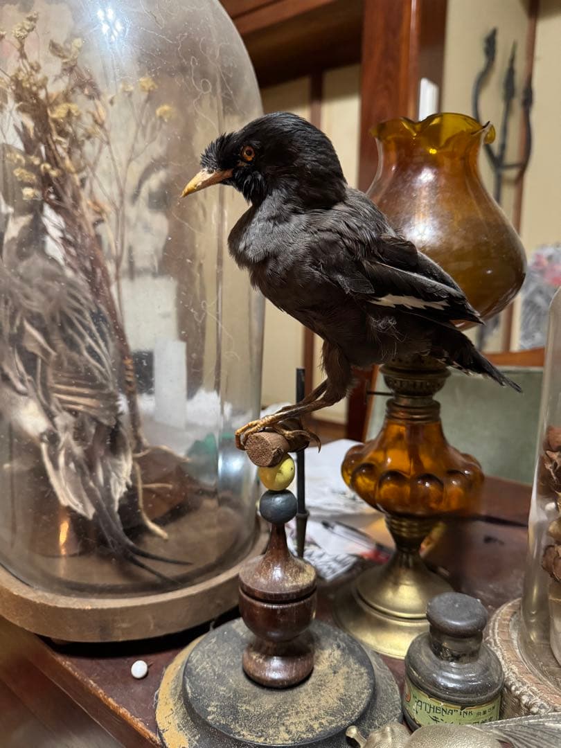 フランスアンティーク　剥製