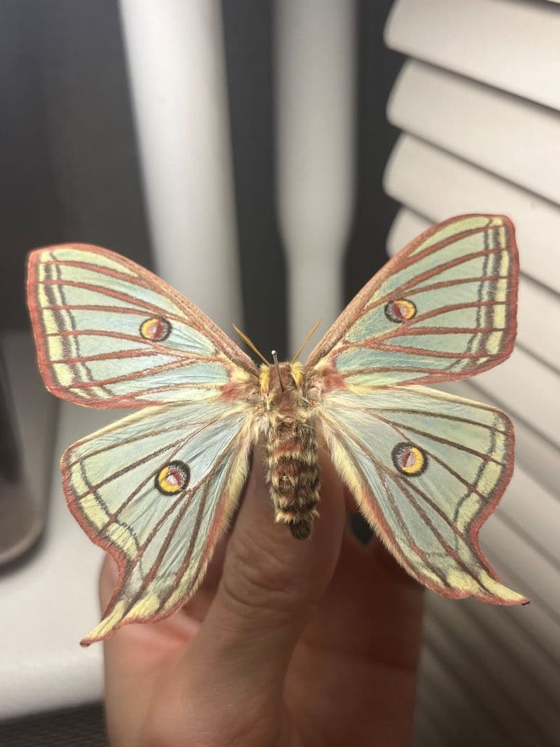 極美♀】イズベラミズアオ 蛾ピカソモスモルフォチョウアグリアス　標本