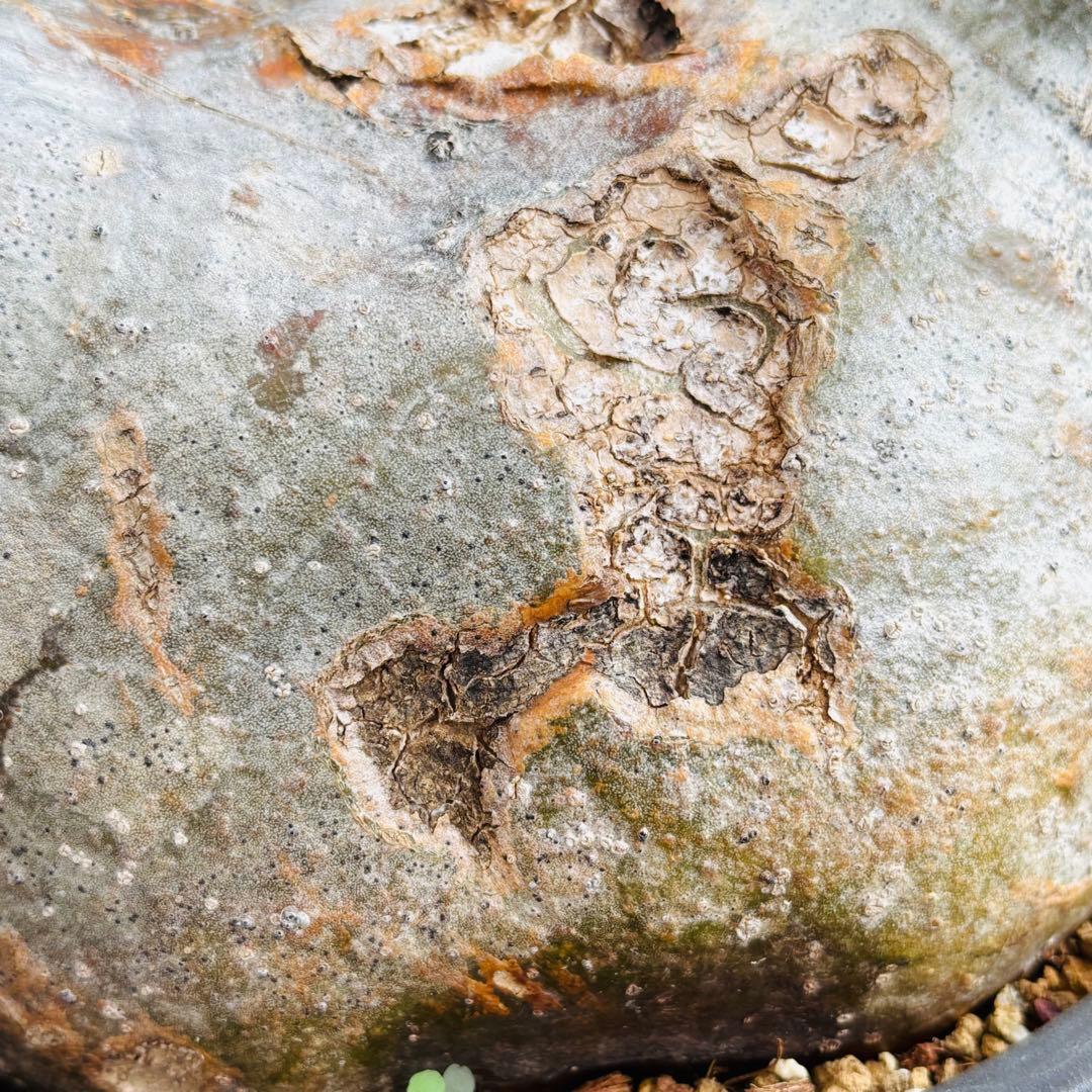 短期間限定超特価！ 特大 パキポディウム グラキリス カタチ製作所 現地株