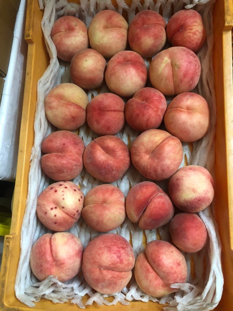 122.早勝ち福島産朝採り完熟桃箱込み15kg訳あり家庭用甘くて美味しい桃常温便