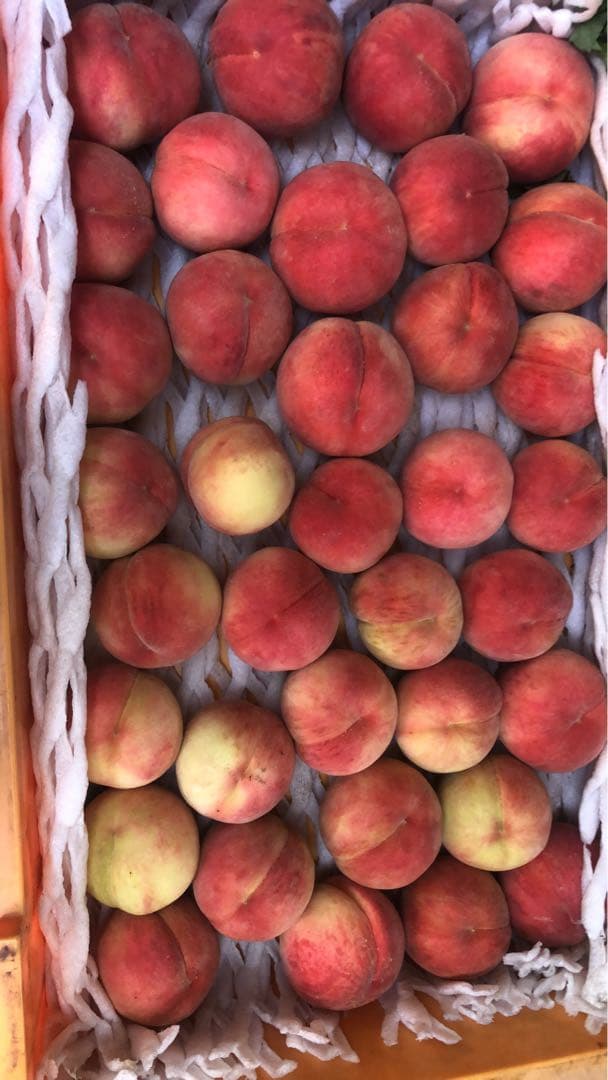 122.早勝ち福島産朝採り完熟桃箱込み15kg訳あり家庭用甘くて美味しい桃常温便