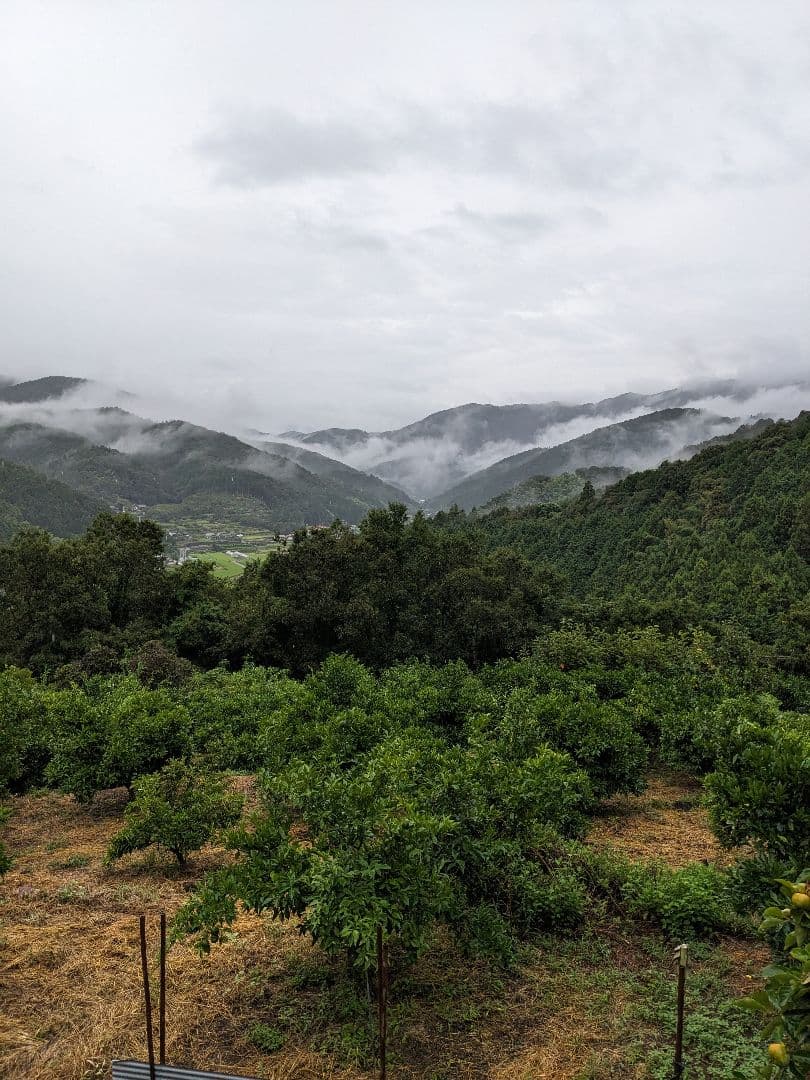 ゆず胡椒に！青柚子１５kg（愛媛県産）。そうめんの薬味、冷奴、刺身、酒、焼酎に◎
