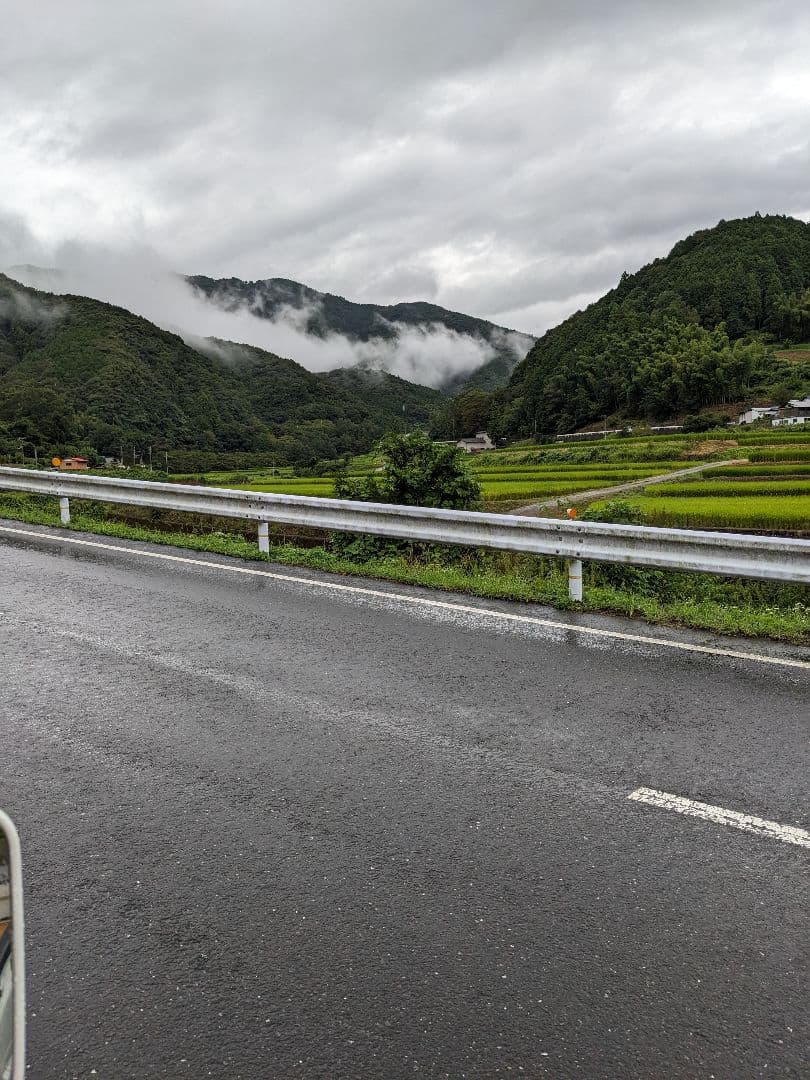 ゆず胡椒に！青柚子１５kg（愛媛県産）。そうめんの薬味、冷奴、刺身、酒、焼酎に◎