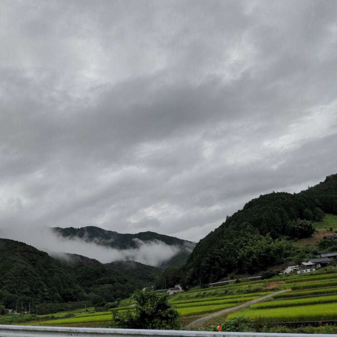 ゆず胡椒に！青柚子１５kg（愛媛県産）。そうめんの薬味、冷奴、刺身、酒、焼酎に◎