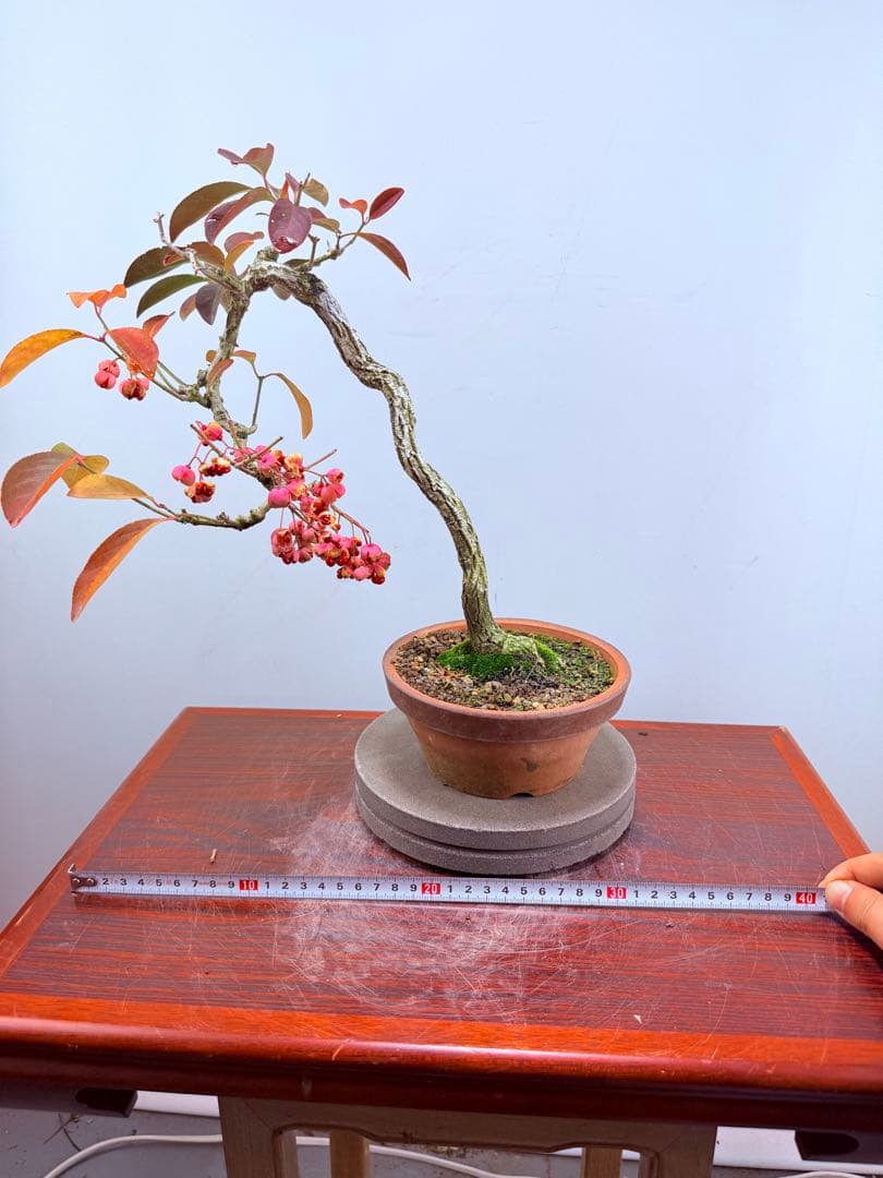 【ガチ盆栽】真弓　マユミ　文人幹