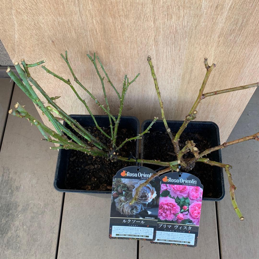 ルクソール & プリマ ヴィスタ バラ苗 接木大苗 6号鉢 正規品 薔薇 苗