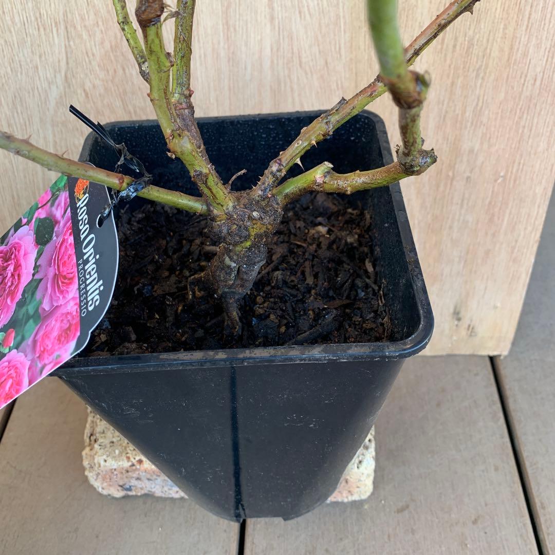 ルクソール & プリマ ヴィスタ バラ苗 接木大苗 6号鉢 正規品 薔薇 苗