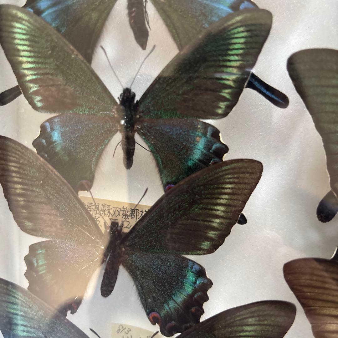 蝶の標本 フレーム付き