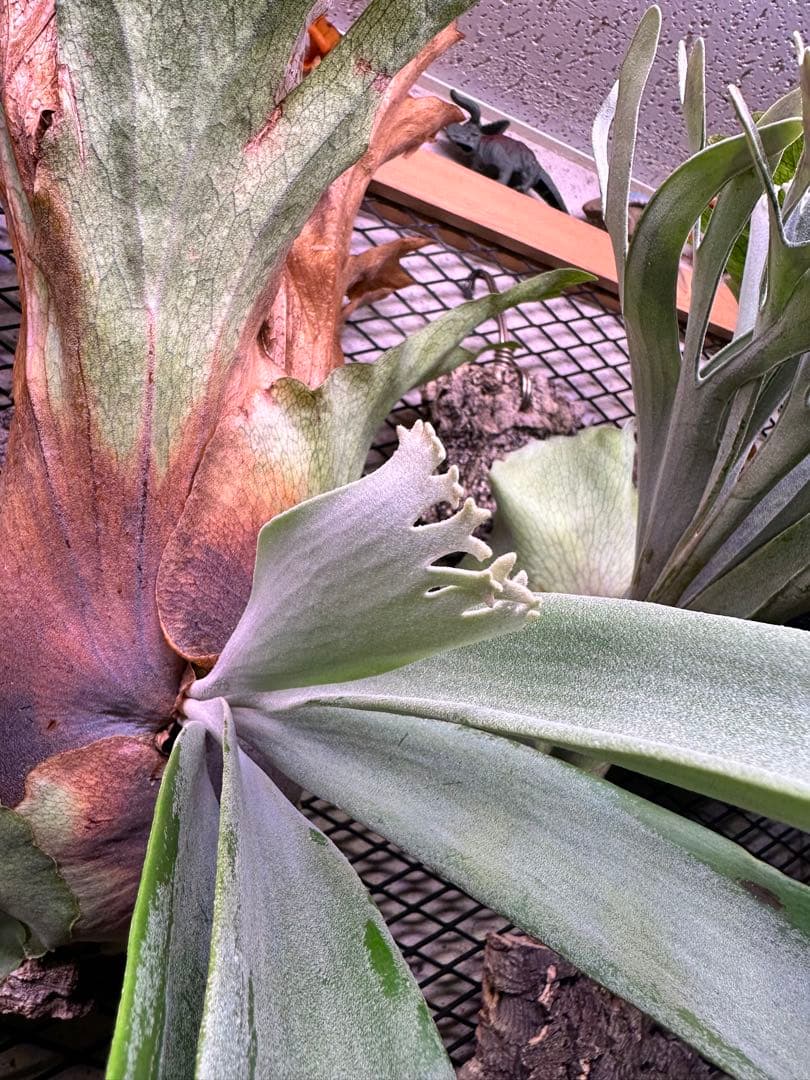 か*し様 p.willinckii wild 大株