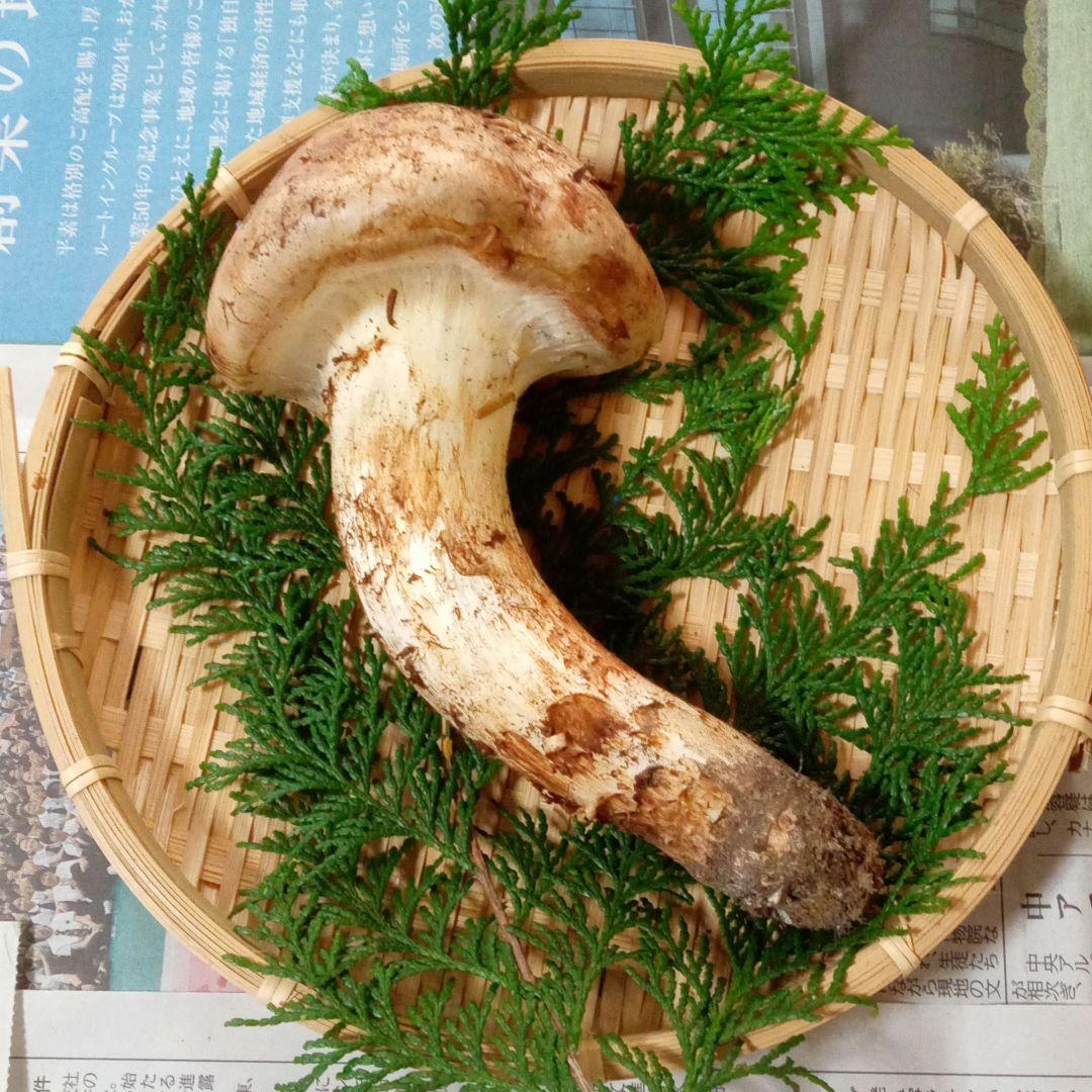 長野県産　松茸　177g