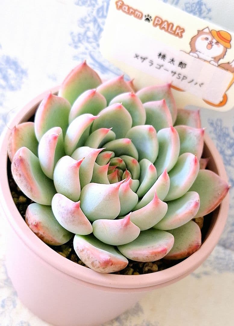 ꕤclara*様 リクエスト 6点 まとめ商品