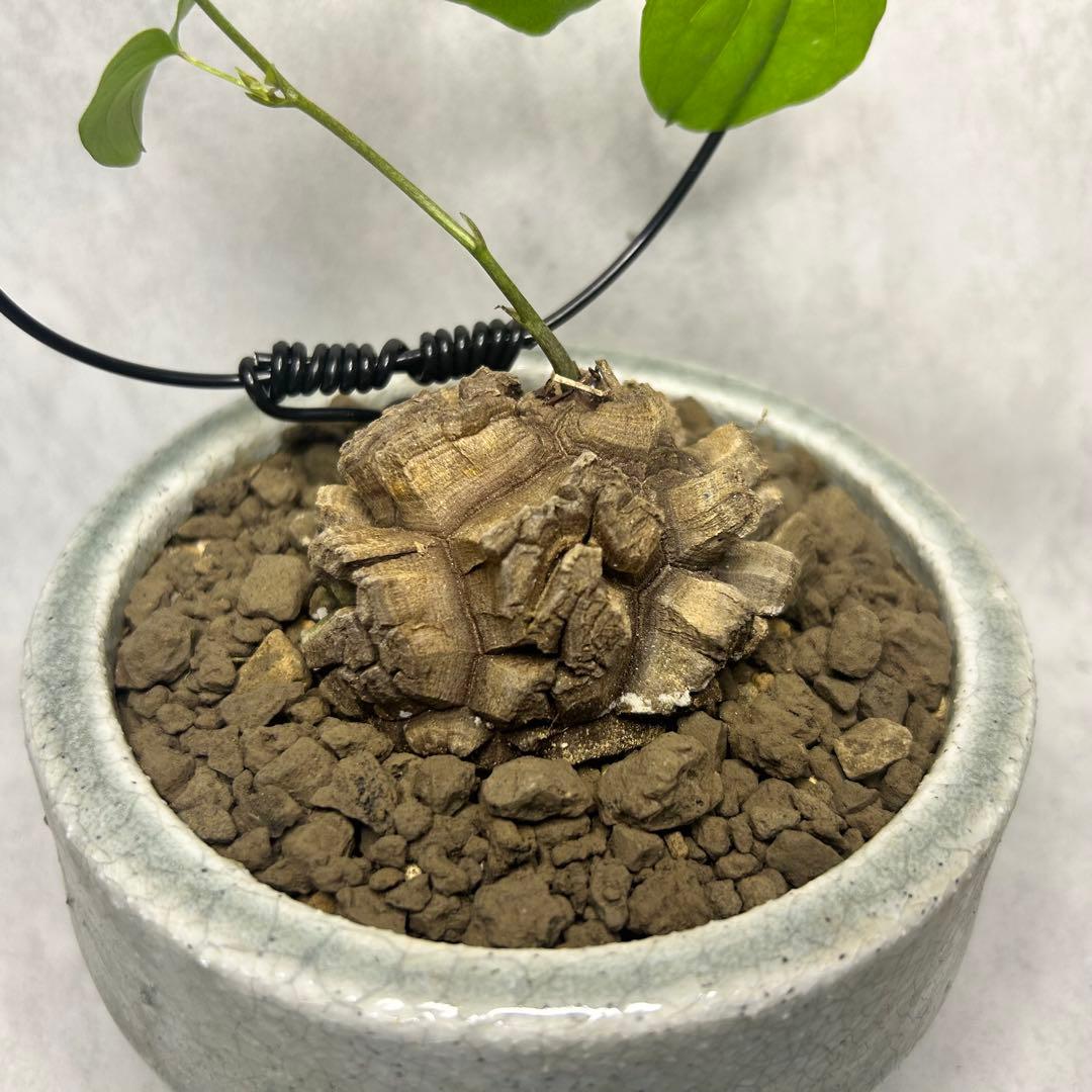 亀甲竜 (鉢入り) 6cm越え バキボコ割れ ディオスコレア　塊根植物