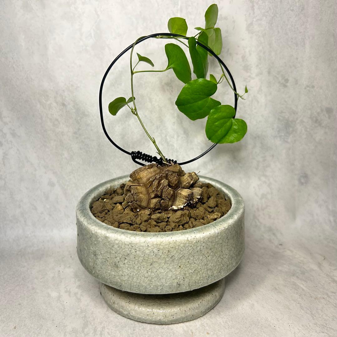 亀甲竜 (鉢入り) 6cm越え バキボコ割れ ディオスコレア　塊根植物