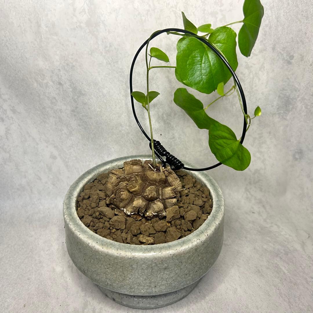 亀甲竜 (鉢入り) 6cm越え バキボコ割れ ディオスコレア　塊根植物