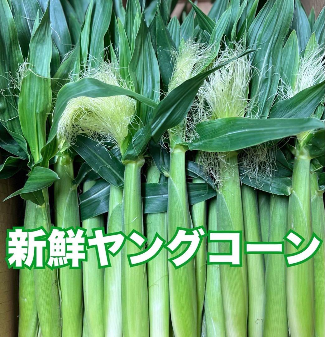 ヤングコーンコメント用