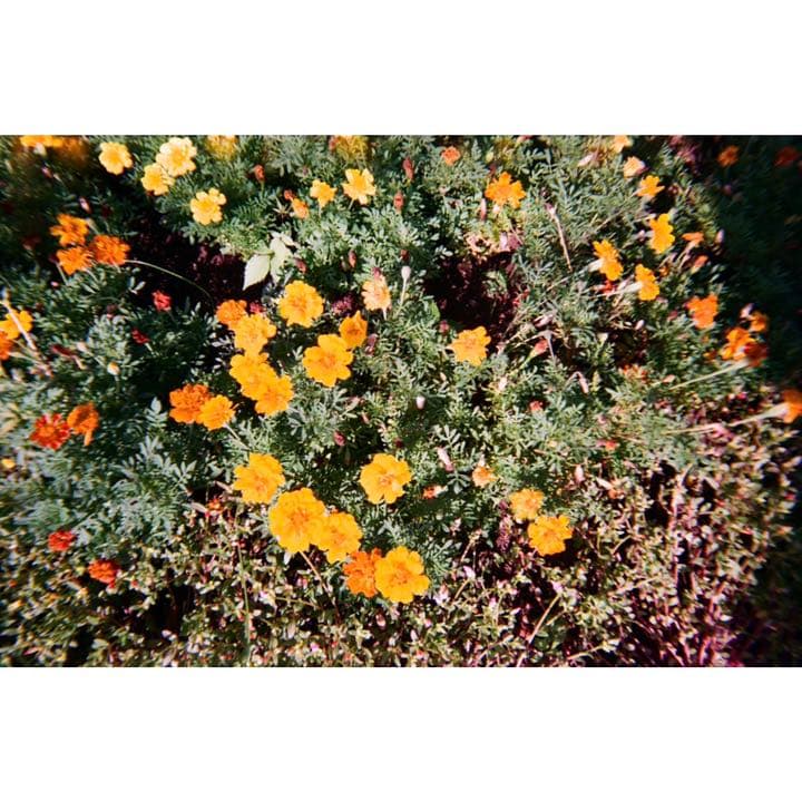 フィルムカメラ　忍たま