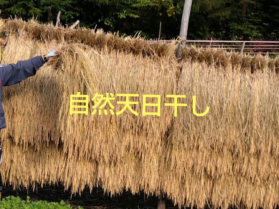 ★令和６年度岩手県産いわてっこ 自然天日干し籾米20kg