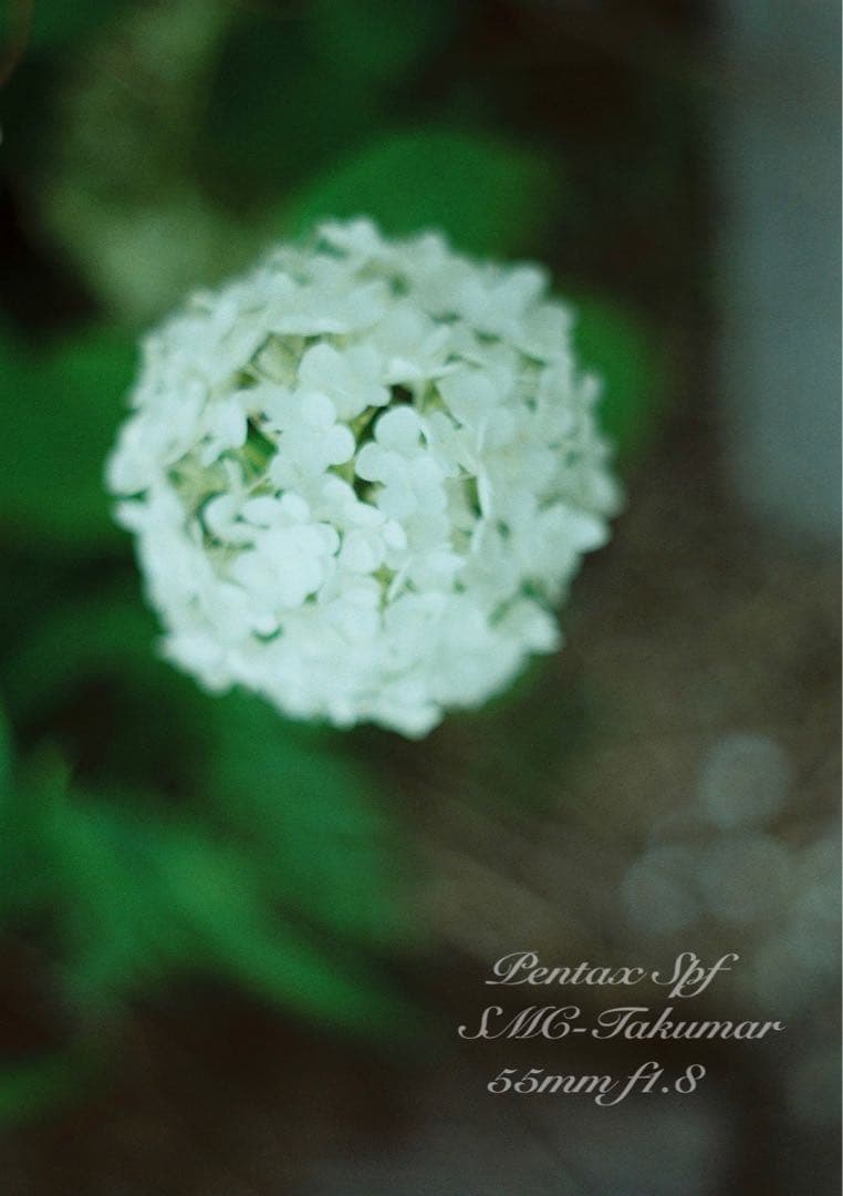 試写作例多数★pentax spf★リザード本革ブラック★美品＊完動品＊初期保証