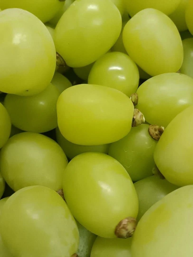 シャインマスカット大粒グリーン粒、徳用5.5キロ入りの粒バック入りになります。