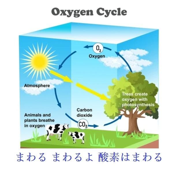 １日１本　携帯用濃縮酸素缶　24本まとめ買い！　救急救命スターオブライフ認証品