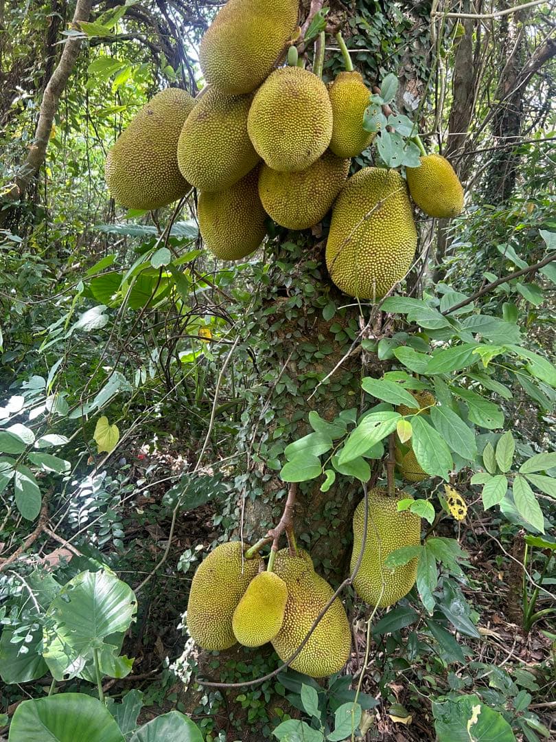 沖縄県産ジャックフルーツ(パラミツ)10kg以上