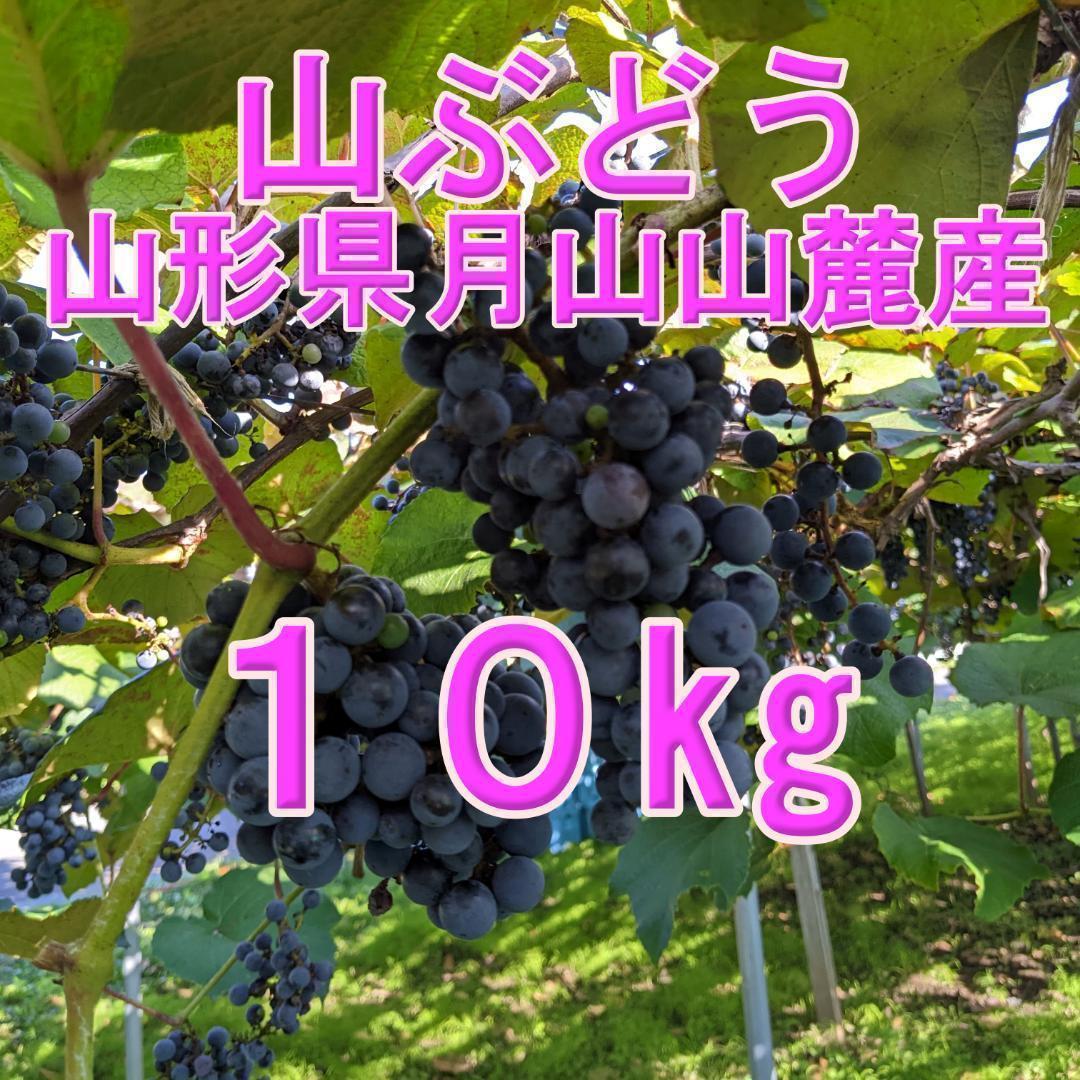 山ぶどう １０kg　山形県月山山麓産③