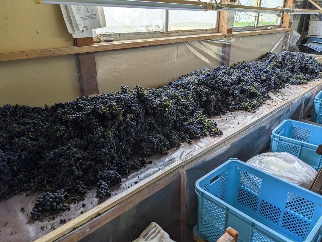 山ぶどう １０kg　山形県月山山麓産③