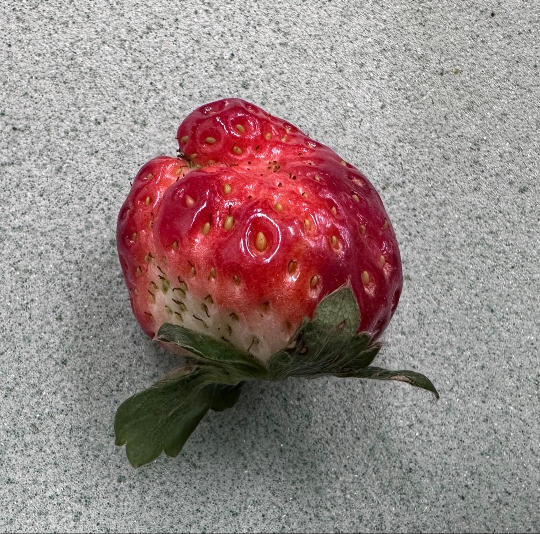 ⭐︎いちご農家より直送！とちあいか　規格外詰め合わせ　4kg 送料込⭐︎ No.11