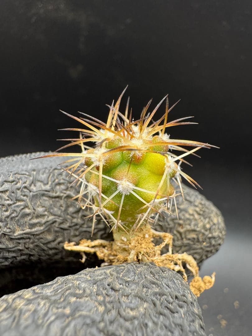 M19様 リクエスト 4点 まとめ商品