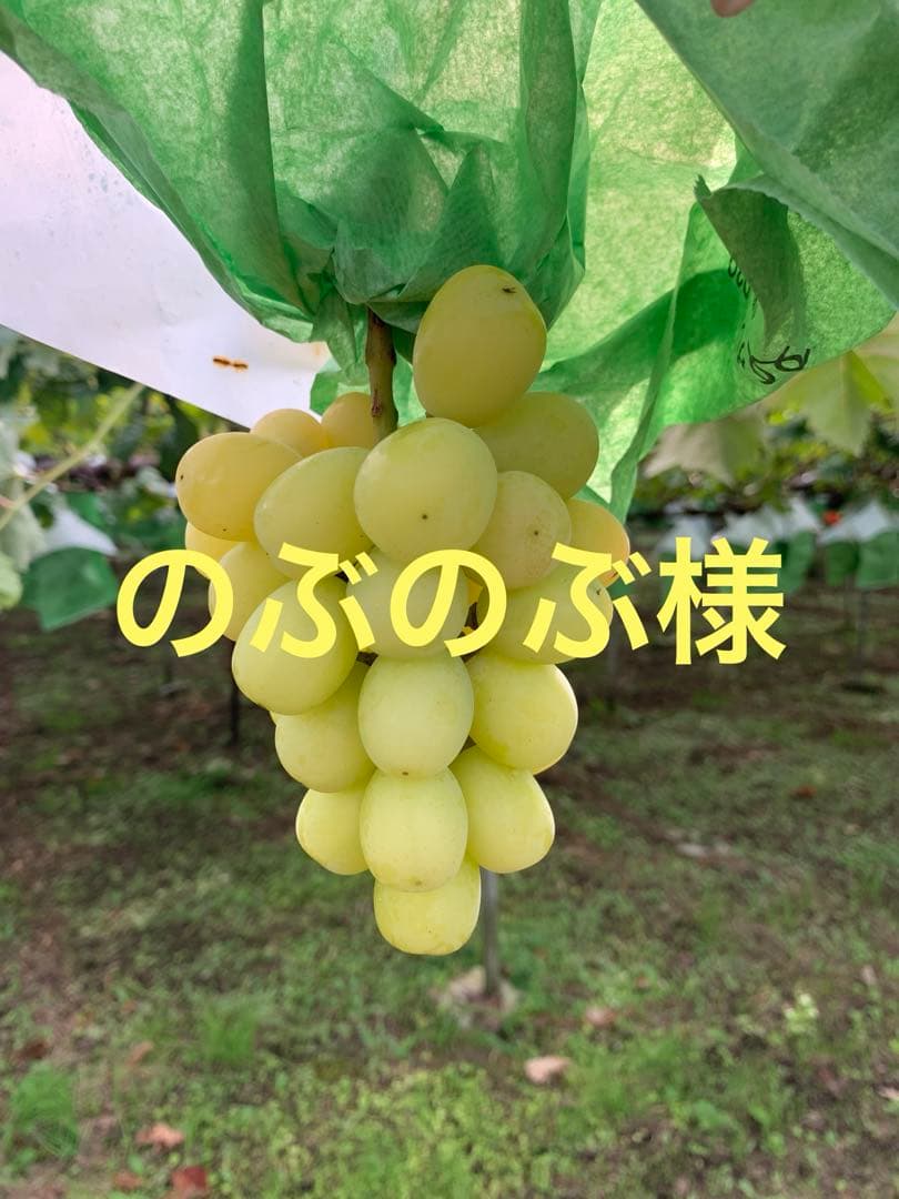 ①黄色シャインマスカット（2キロ以上）