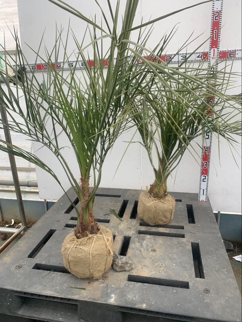 ココスヤシ　2本セット