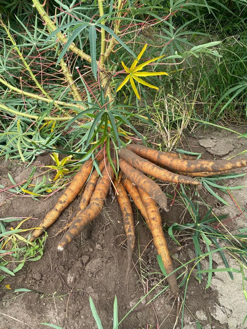 在庫調整セール‼️ キャッサバ　20kg 赤穂産