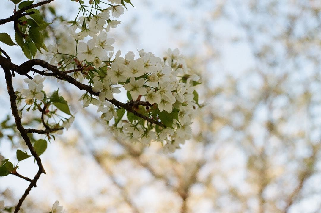 整備品　canon AE-1 black FD 50mm f1.8 s.c.